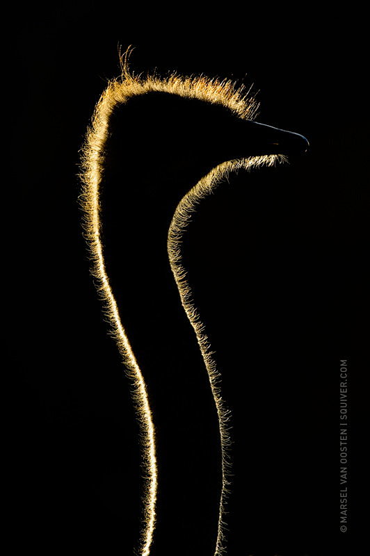 Photograph Ostrich b...