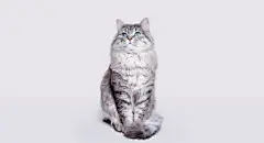 点击来源直接获取大图文件 |Funny large longhair gray tabby cute kitten with beautiful big eyes sitting on white table. Pets and lifestyle concept. Lovely fluffy cat on grey background.