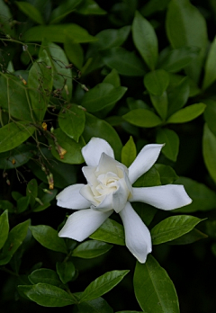 青都山水郎采集到观赏植物学