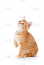可爱的橙色条纹猫小猫抬头看着可爱的眼睛