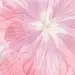 粉色花朵母亲节H5分层背景