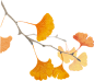 立秋国风插画-银杏2