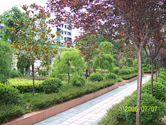 Alice1108采集到植物景观设计