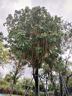 suna88采集到植物