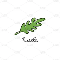 芝麻菜沙拉或rucola树叶手绘卡通涂鸦矢量插图。新鲜草本、健康生活方式、生态农家菜烹饪理念