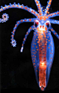 Cephalopod: planktonic octopus paralarva.