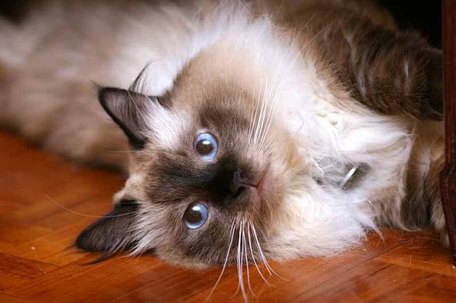 Birman／伯曼猫（波曼猫、巴曼猫、缅...