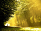 12771871235256、Lars Van De Goor、摄影、风景、森林