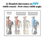2_detailed_information_about_each_muscle.png