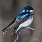 Tree Swallow Iridescence, Nanostructure not Pigment