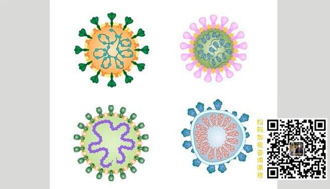 【SCI/SNC论文、生物医学科学插画培...