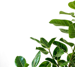 Shaw煜采集到素材_植物