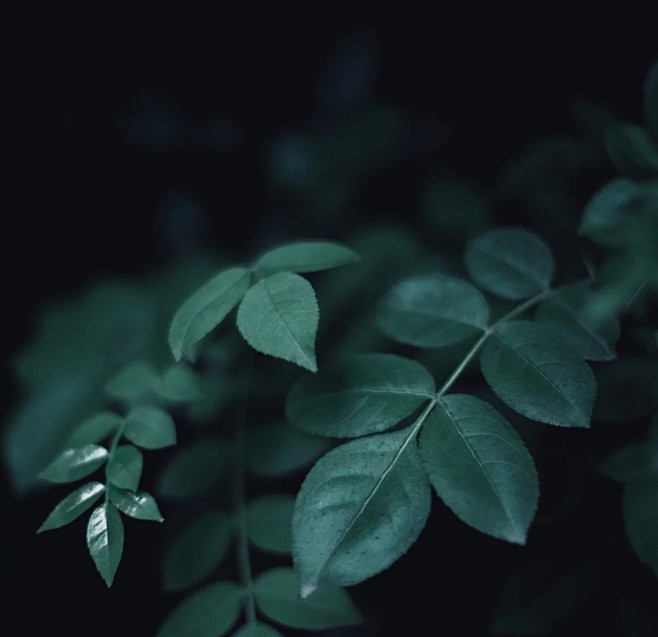 艺类的照片 - 微相册