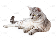 鄱阳吴彦祖采集到猫狗