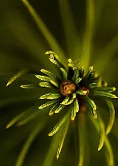 自然 花草 花草图片 植物图片 花朵图片 清新花朵 自然素材 清新 壁纸 盆景 花卉 植物 鲜花 菊花 蒲公英 盆栽 鲜花素材 春天 绿叶 花篮 花卉 水珠 花蕊 花心 阳光 花叶 叶子 绿叶 花朵背景 花朵素材 (554)