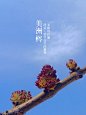 ✦阿蒙✦的相册-阿蒙的植物（第伍季）——貳零壹叁（一）