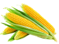 玉米