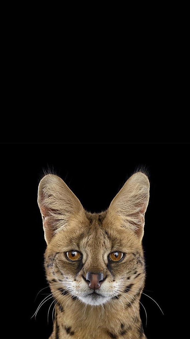 iphone7黑色专属壁纸黑夜与艺术的完美融合