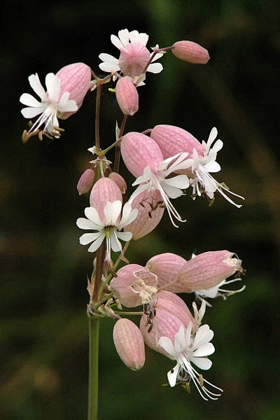 白玉草 石竹科蝇子草属的植物。分布于欧洲...