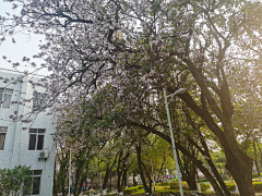 晓雨子琦采集到场景---树木