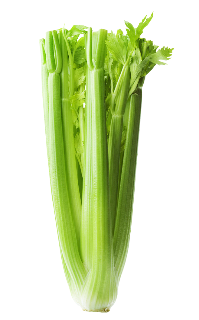 芹菜 PNG 西芹