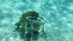 mountlin采集到蔚蓝珊瑚海,最美AYADA---
