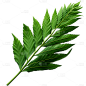 植物绿叶叶子