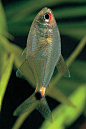 灯笼鱼目·灯笼鱼科：头尾灯鱼