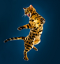 Laughing Cats : Because the internet loves cats, and these are the opposite of grumpy cat.  Laughing Bengal cats having fun being cats. 