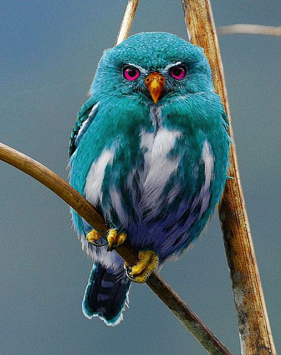 teal owl: 