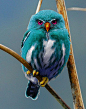 teal owl: 