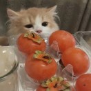 年年（＾Ｏ＾）
