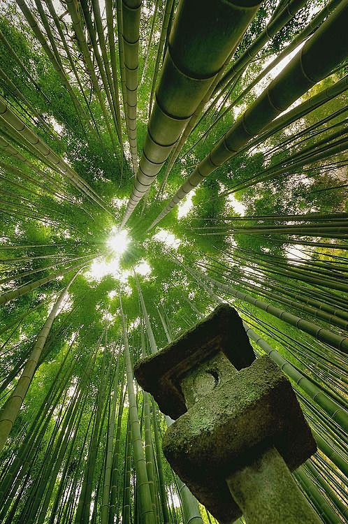 Japan Zen Garden: 