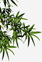 竹叶青植物元素