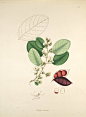 科罗曼德海岸的植物图谱.1795年_页面_262