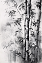 黑白水墨中国风竹子竹林自然风景插画