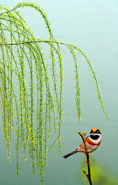 风景-花瓣网|陪你做生活的设计师 | 清明节柳树燕子小桥psd分层h5背景