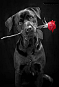 心中的玫瑰——所有玫瑰是同一朵玫瑰，爱情啊！唯一的玫瑰。在一只手上孤立的玫瑰，为了爱的胸怀的玫瑰。