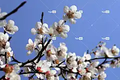花朵 春天 美丽的花朵 梅花 植物学 花卉背景 盛开 花壁纸