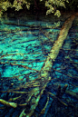 梦幻五花海，其之四。湖中倒卧的枯木是五花海另外一个迷人的景致，枯木装点着碧绿的湖水，使这画卷般的美景更添了几分韵味。,木头