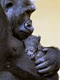 Gorilla parent and baby