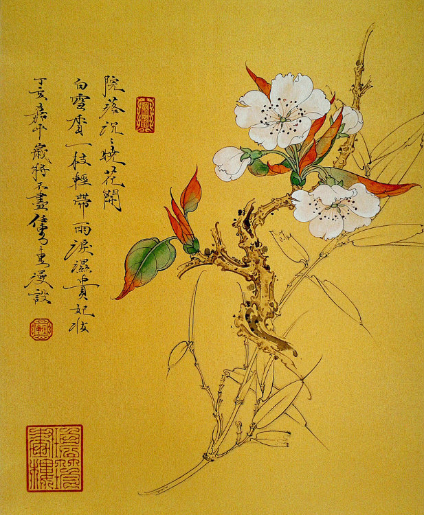 工笔梨花