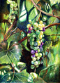 Veronica Winters - Grapes (Colored Pencil)
彩铅