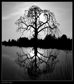 Liwenxuang采集到50 Beautiful Examples of Tree Ph