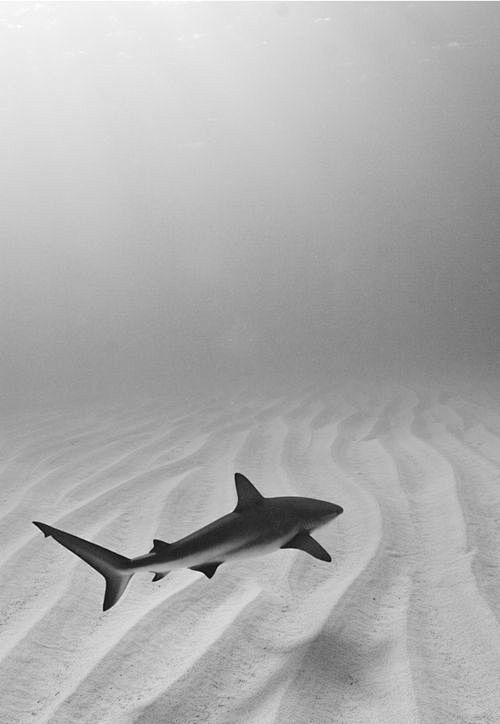 Lone shark, by Laz R...
