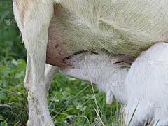 乳儿山羊