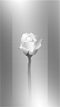 rose flower purity pure minimal blackandwhite grey light shadow Shades