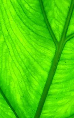 护眼绿色植物手机壁纸 第2页-ZOL手机壁纸