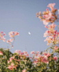 “窗外是夏花在夜空畫下的繾綣，月色是清風寄來溫柔的明信片。”
Matias Alonso Revelli ​​​​