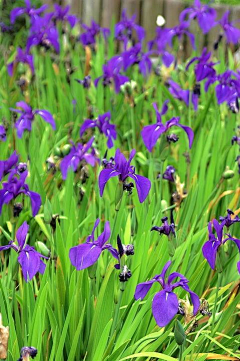 双生刹采集到花色与花型